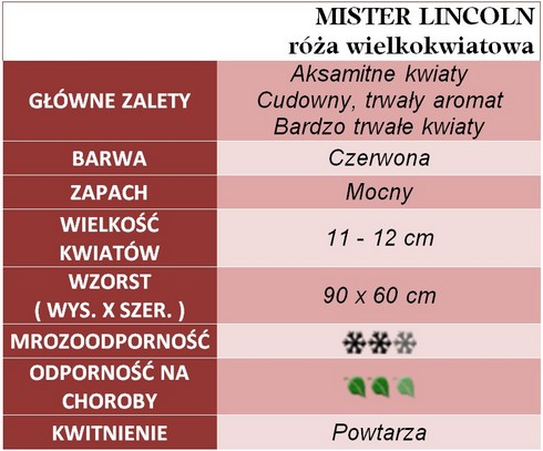 Mister Lincoln róże wielkokwiatowe gł. zal